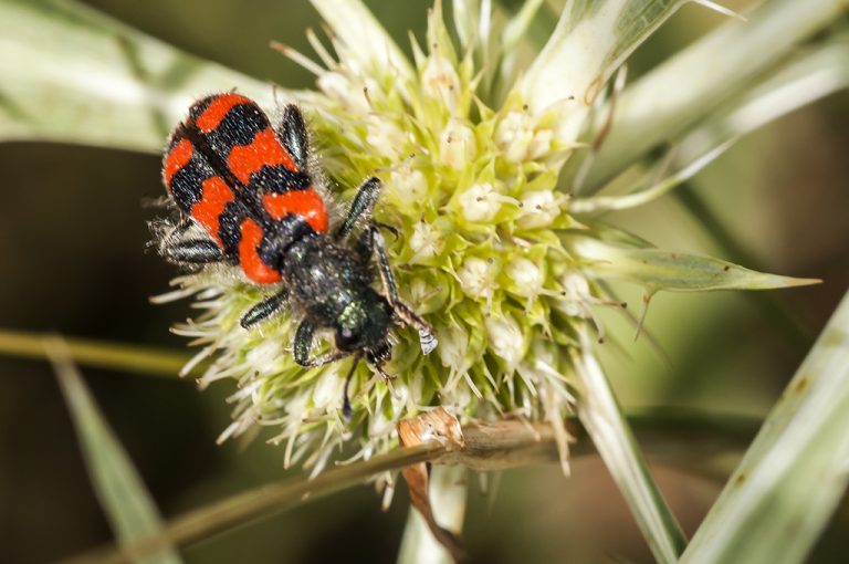 Trichodes alvearius - Escarabajo ajedrezado