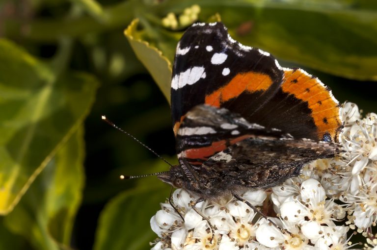 Vanessa atalanta - Almirante rojo