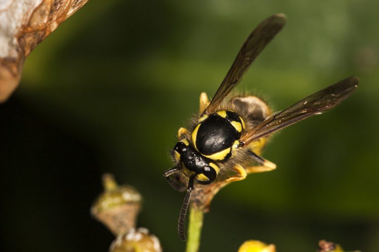 Vespula germanica - Avispa chaqueta amarilla