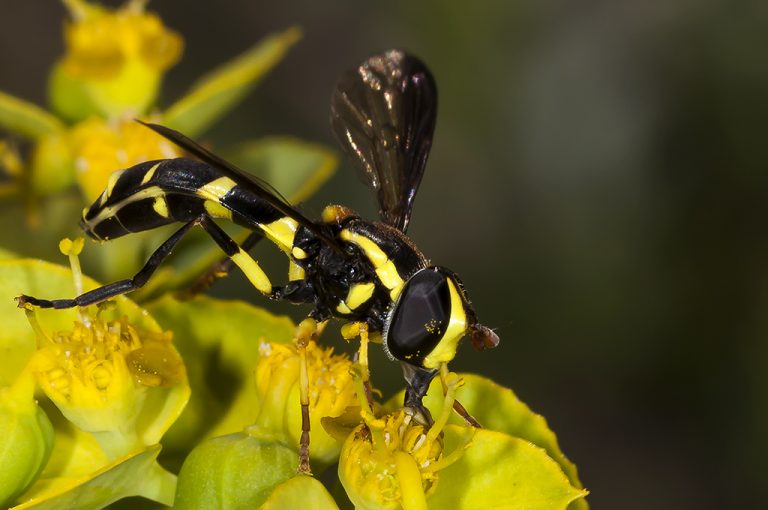 Xanthogramma marginale - Mosca avispa