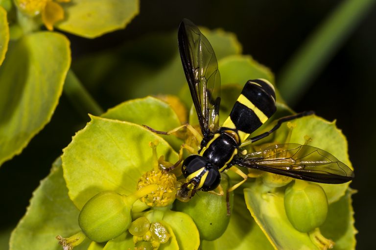 Xanthogramma marginale - Mosca avispa