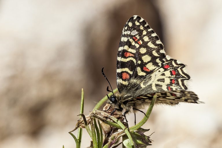 Zerynthia rumina - Mariposa alrequín