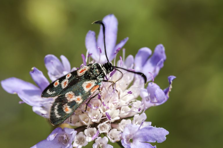 Zygaena occitanica - Zigena occidental