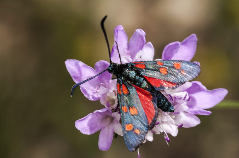 Zygaena transalpina - Zigena del sur