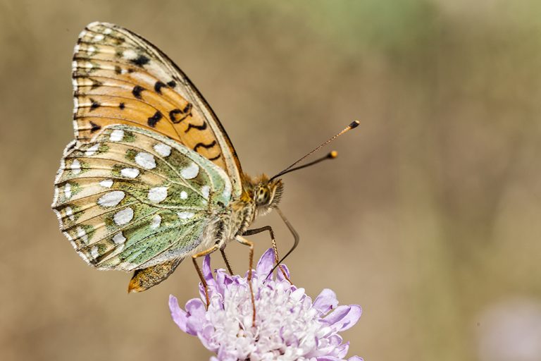 Argynnis aglaja - Lunares de plata