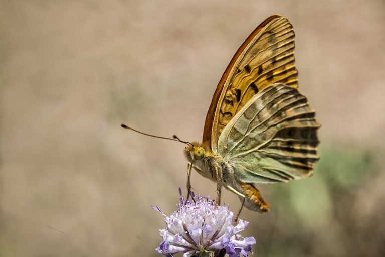 Argynnis paphia - Nacarada