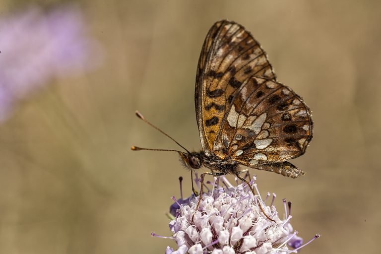 Boloria dia - Doncella violeta