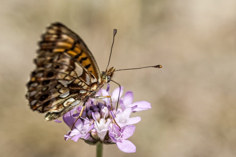 Boloria dia - Doncella violeta