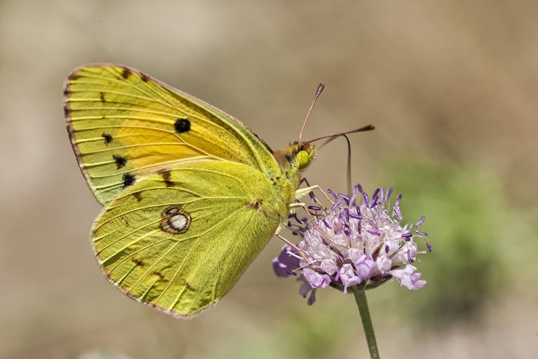 Colias crocea - Colias común