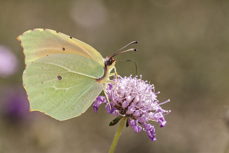 Gonepteryx cleopatra - Cleopatra