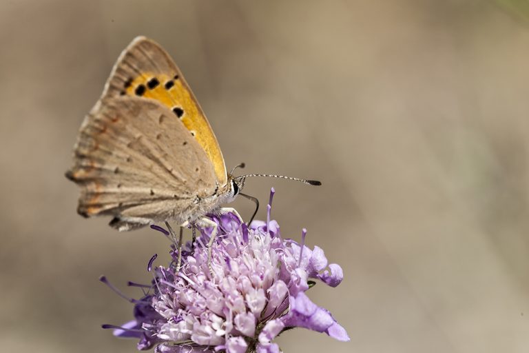 Lycaena phlaeas - Manto bicolor