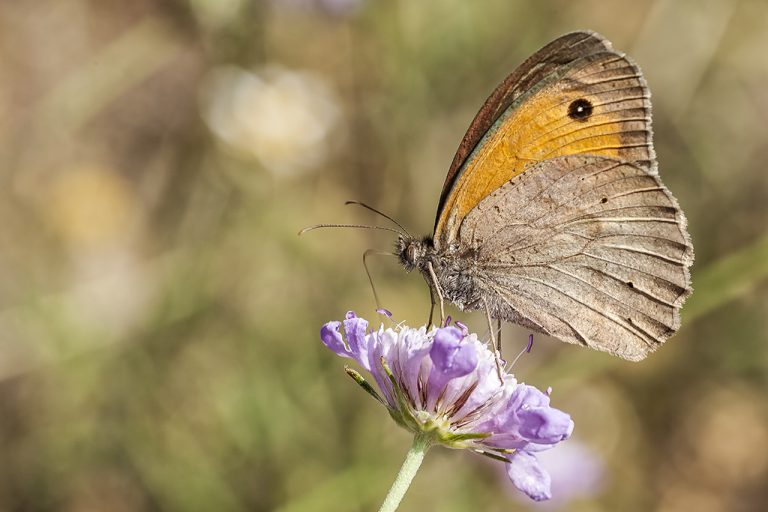 Maniola jurtina - Loba