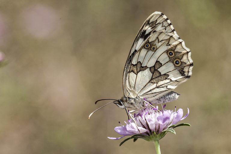 Melanargia lachesis - Medioluto ibérica