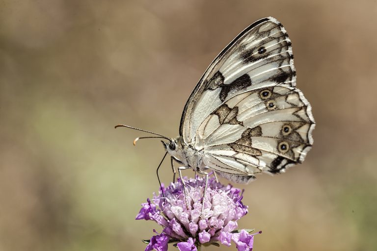 Melanargia lachesis - Medioluto ibérica