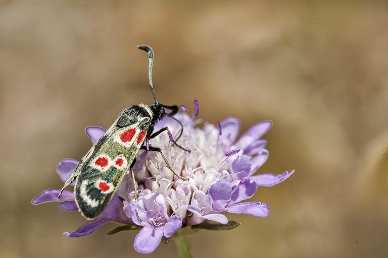 Zygaena occitanica - Zigena occidental