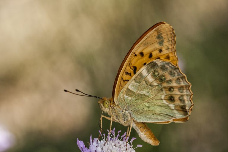 Argynnis paphia - Nacarada