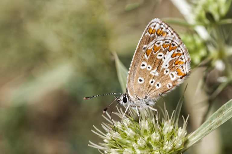 Aricia cramera - Morena