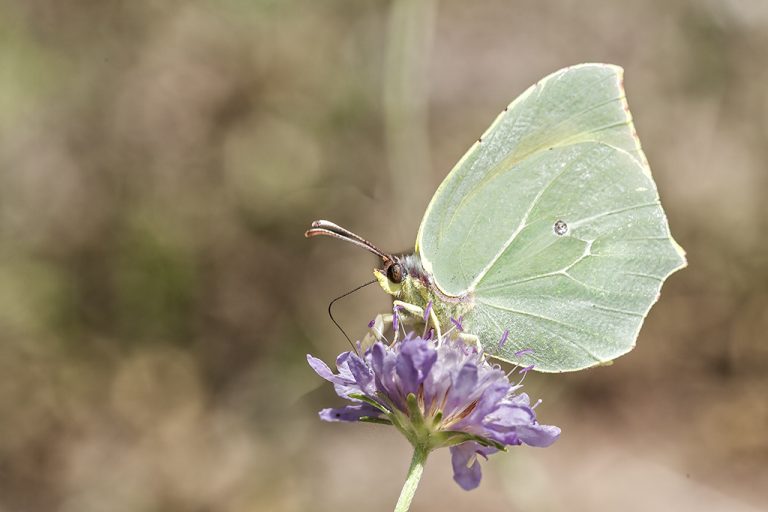 Gonepteryx cleopatra - Cleopatra