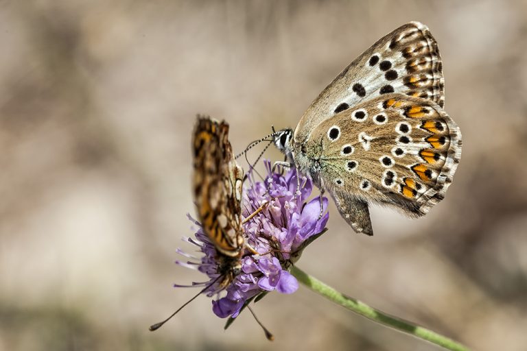 Lysandra hispana - Mariposa azul de Provenza