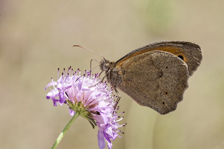 Maniola jurtina - Loba