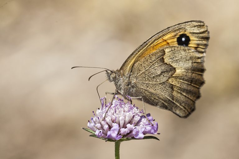 Maniola jurtina - Loba