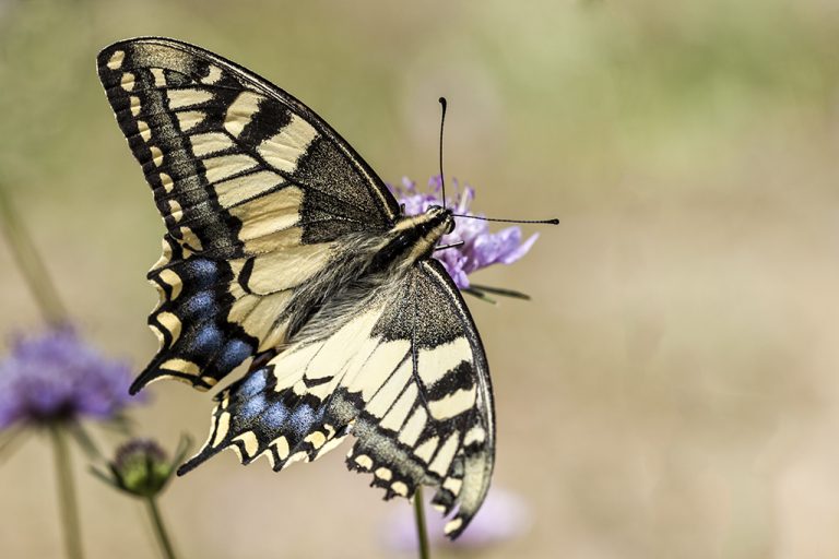 Papilio machaon - Macaón