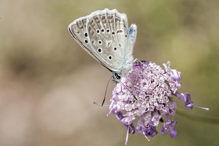 Polyommatus daphnis - Azul de Meleager