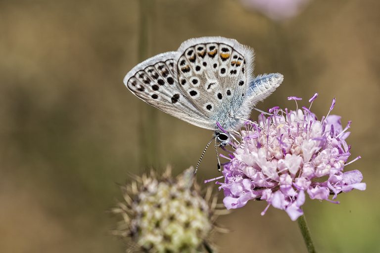 Polyommatus escheri - Azul de Escher