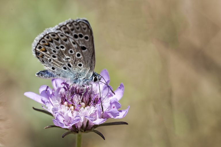 Polyommatus escheri - Azul de Escher