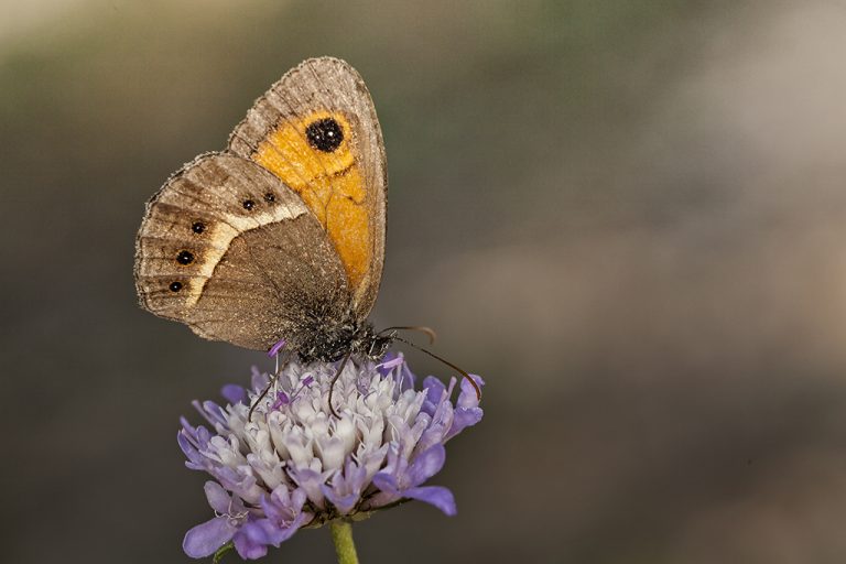 Pyronia bathseba - Lobito listado