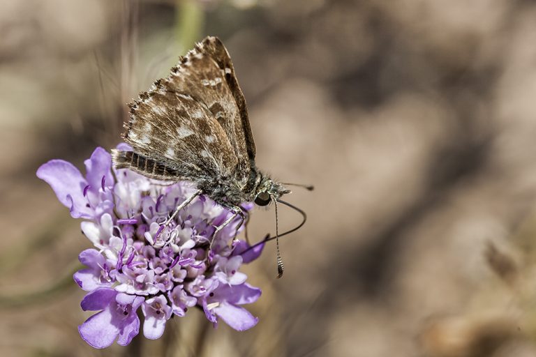 Carcharodus alceae - Capitán malva