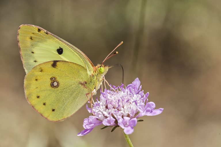 Colias alfacariensis - Colias de Berger