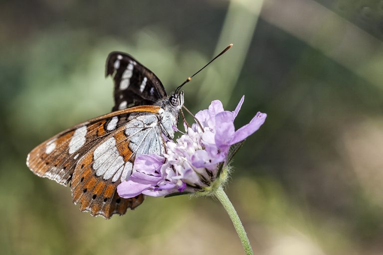 Limenitis reducta - Ninfa de los arroyos