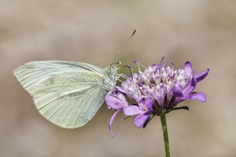 Pieris rapae - Blanquita de la col