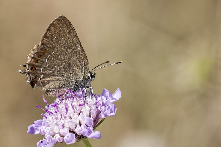 Satyrium esculi - Querquera