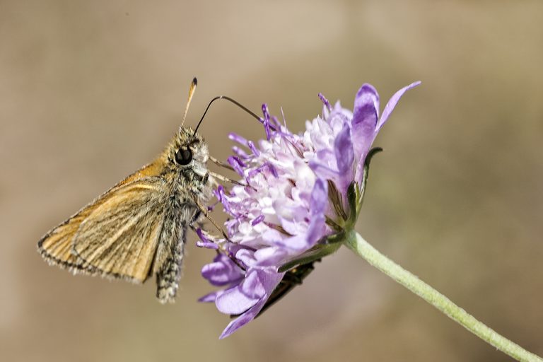 Thymelicus lineola - Dorada linea corta