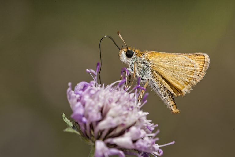 Thymelicus lineola - Dorada linea corta