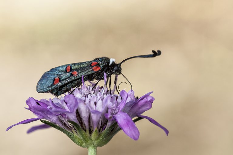 Zygaena lavandulae - Zigena de cinco puntos