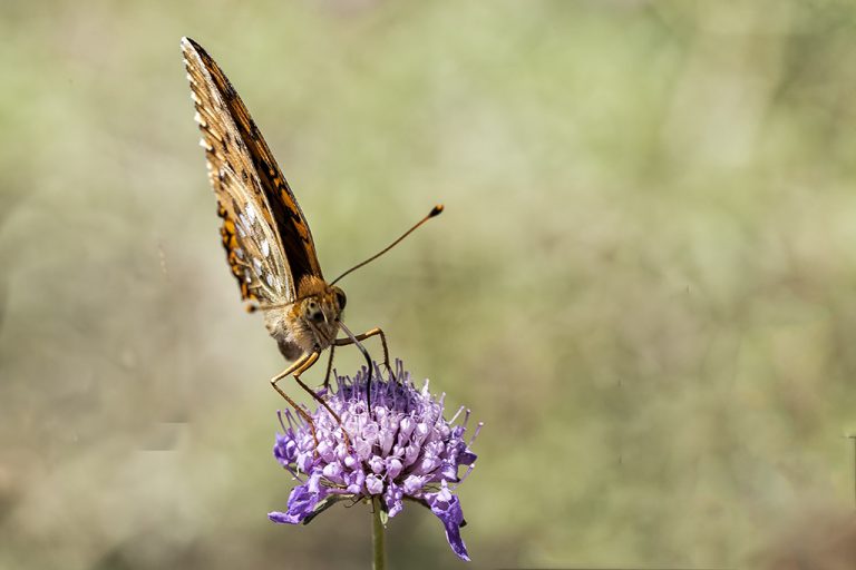 Argynnis aglaja - Lunares de plata