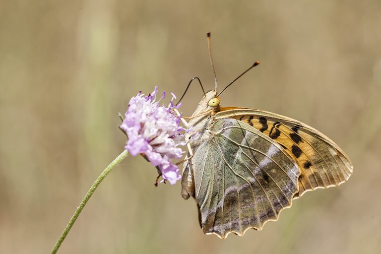 Argynnis paphia - Nacarada