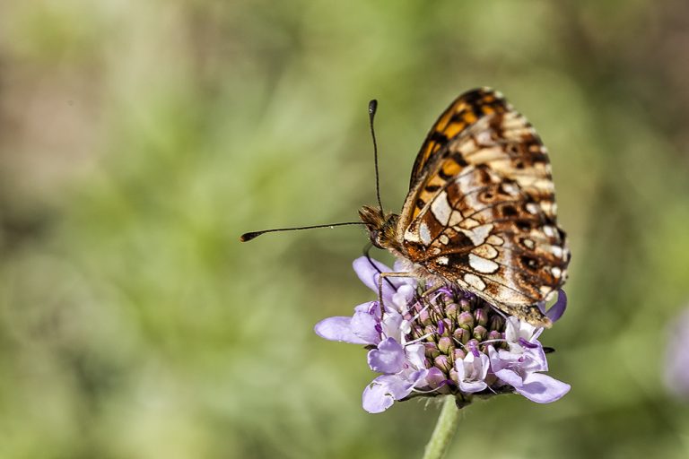 Boloria dia - Doncella violeta