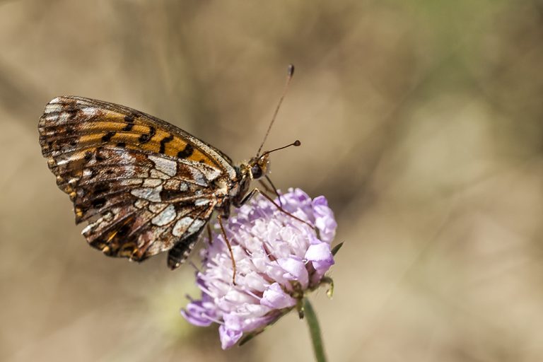 Boloria dia - Doncella violeta