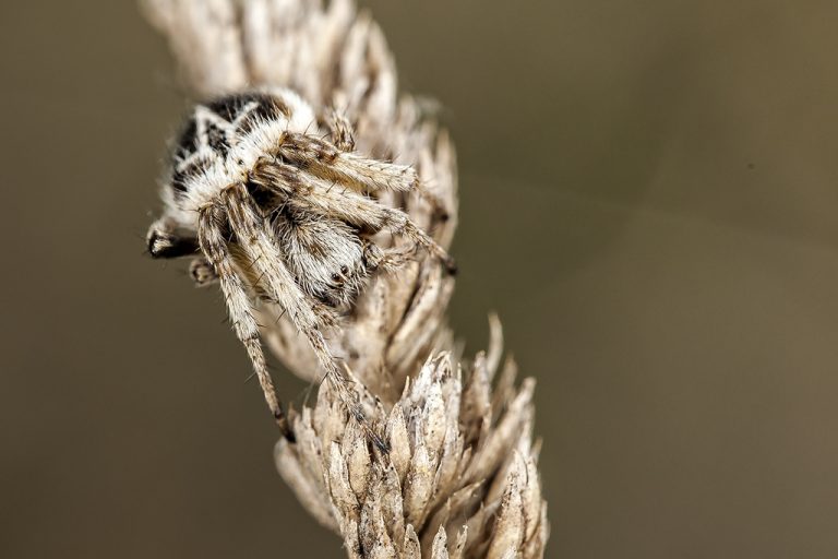 Agalenatea redii - Araña orbitela de matorral