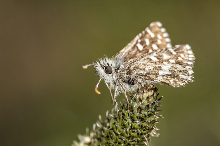 Pyrgus malvoides - Ajedrezada menor