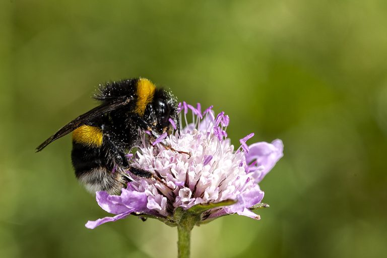 Bombus terrestris lusitanicus - Abejorro común