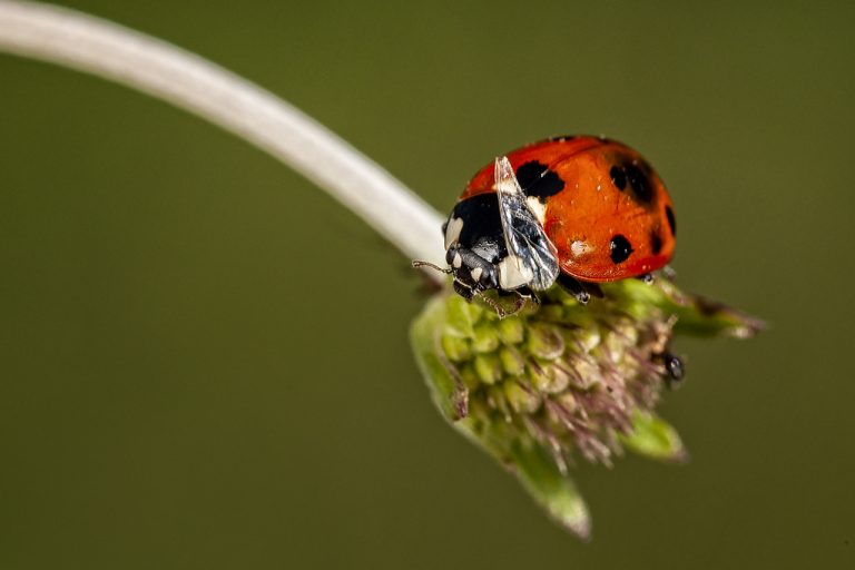 Coccinella septempunctata - Mariquita de 7 puntos