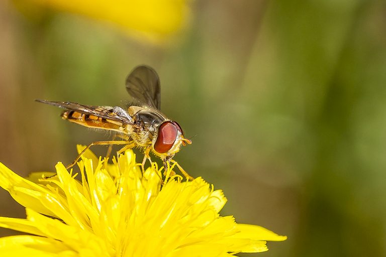 Episyrphus balteatus - Mosca avispa