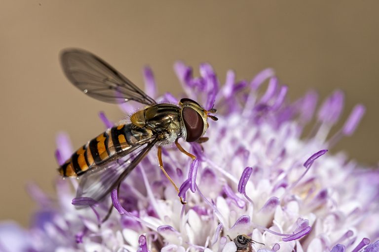 Episyrphus balteatus - Mosca avispa