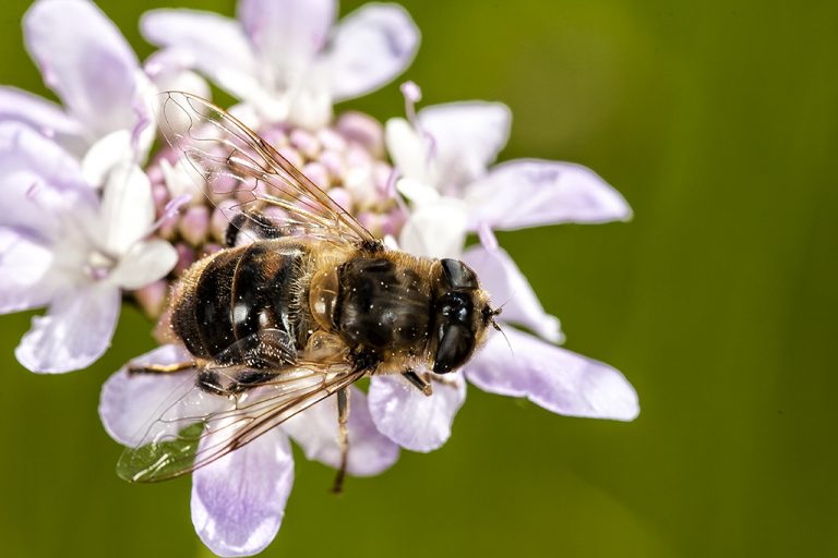 Eristalis tenax - Mosca abeja