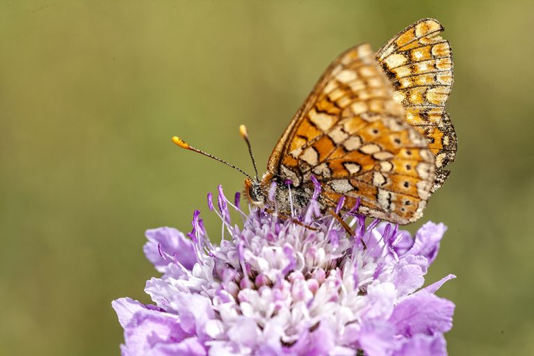 Euphydryas aurinia - Doncella de ondas rojas